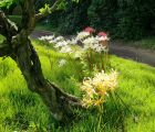 生け花