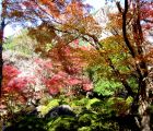 蓮の花