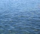 ラナンキュラス