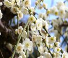 蓮の花