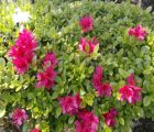 生け花