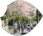 桜見学