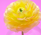 生け花