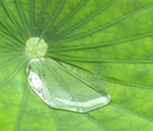 蓮の花